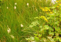 2013-08-18_Regina-F-Rau_Schachen_Blumen  (236).JPG